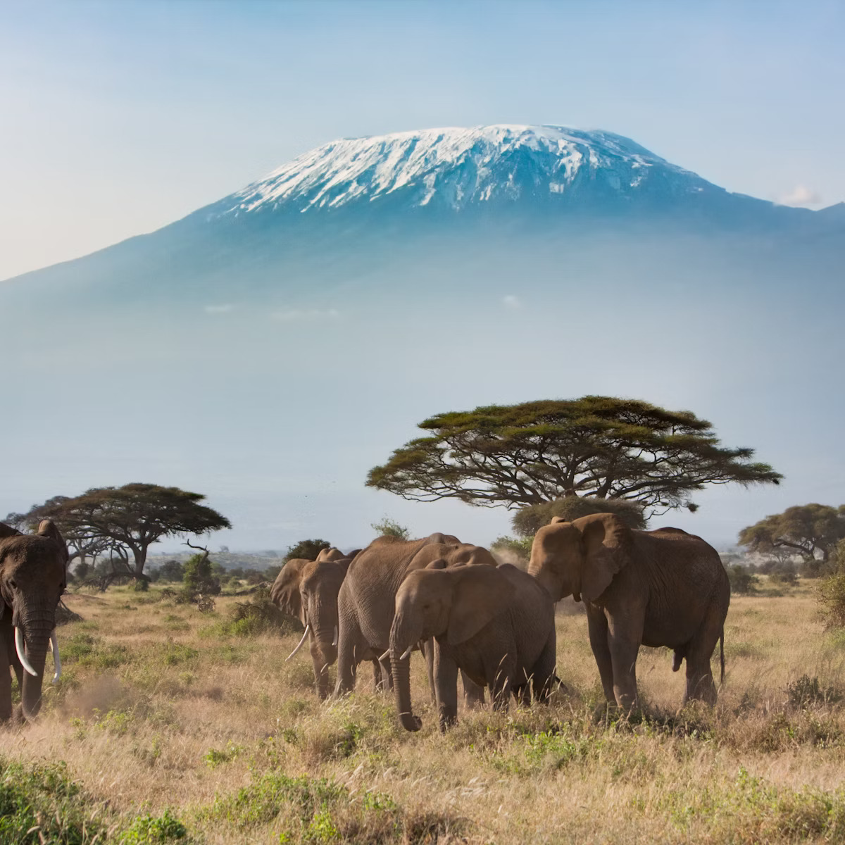 Tanzania Safari Manager