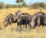 2 Days Tanzania Safaris