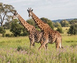 4 Days Tanzania Safaris