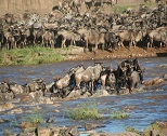 5 Days Tanzania Safaris