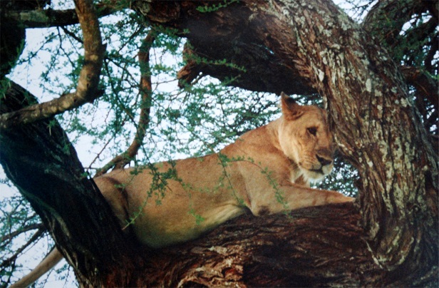 Lake Manyara National Park