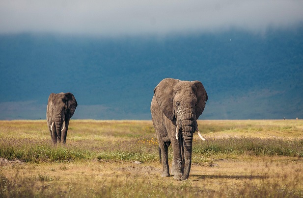 Ngorongoro Conservation Area