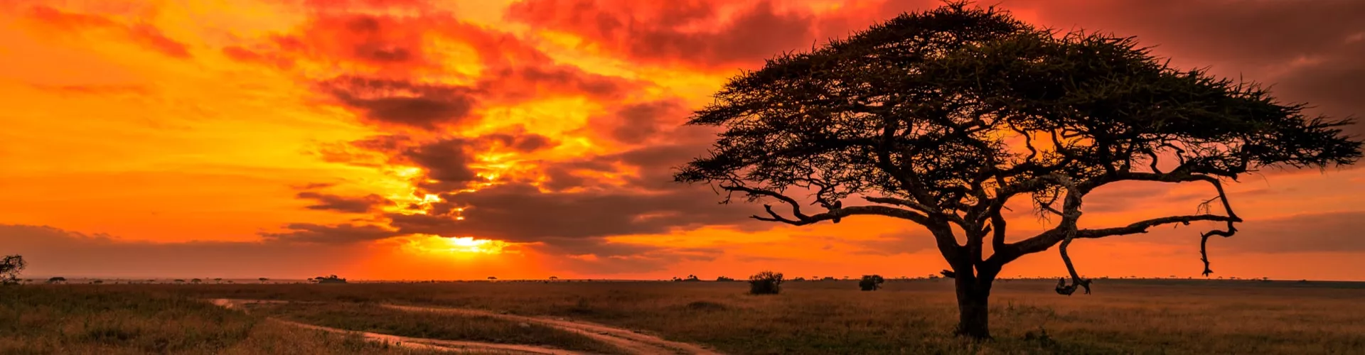 Tanzania Safari Manager