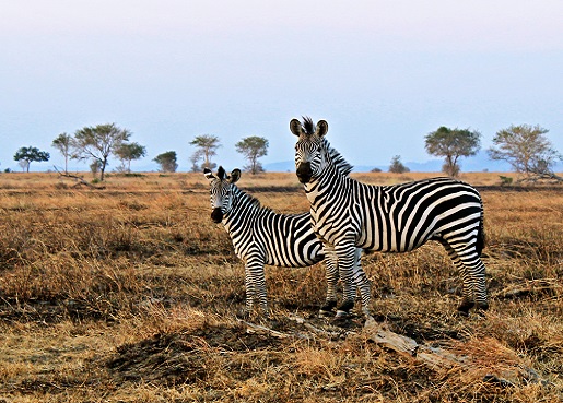 1-Day Tanzania Safari Tours