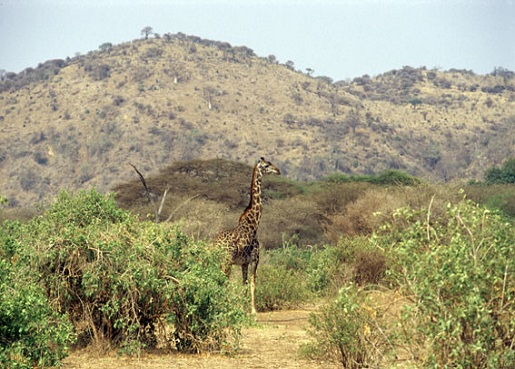 2-Day Tanzania Safari Tours