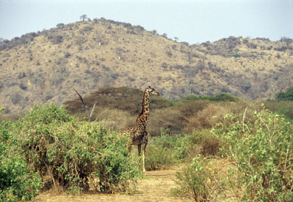 2 Days Safari to Tarangire & Lake Manyara National Park