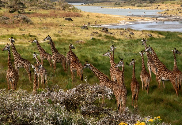 2 Days Safari to Tarangire & Ngorongoro Crater