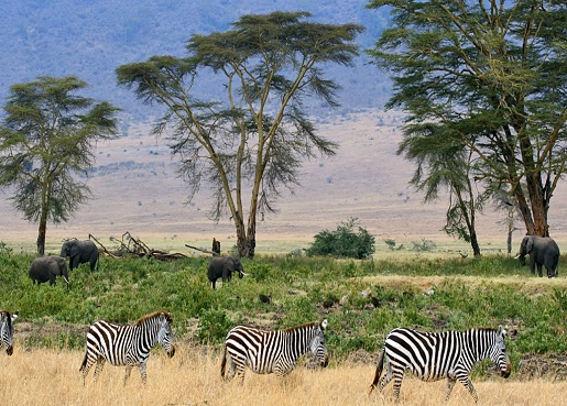 3-Day Tanzania Safari Tours