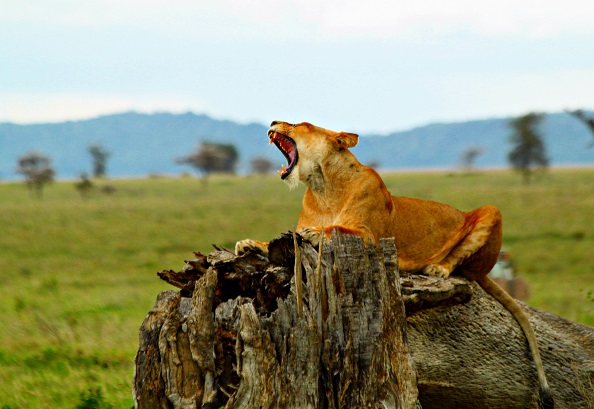 3 Days Safari to Tarangire, Lake Manyara & Ngorongoro Crater