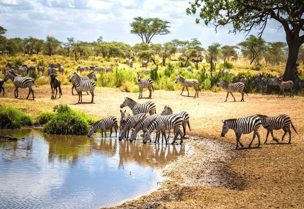 4 Days Safari to Lake Manyara, Serengeti & Ngorongoro Crater