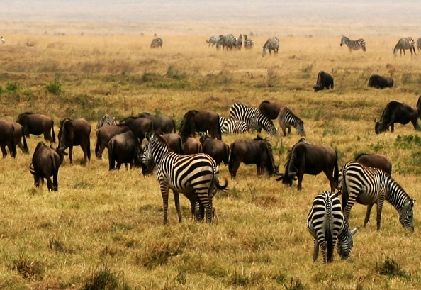 4 Days Safari to Serengeti & Ngorongoro Crater