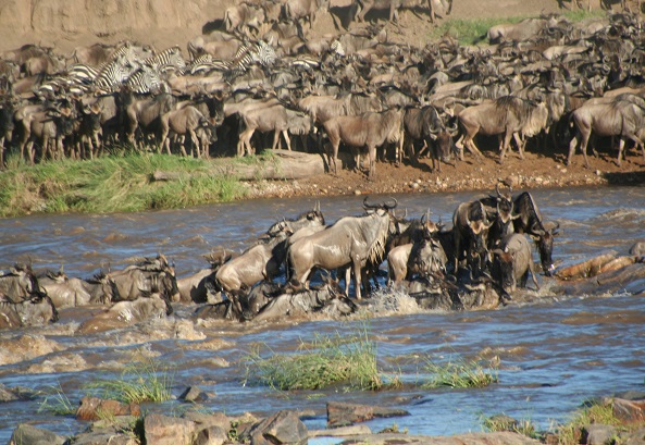 Tanzania Safaris