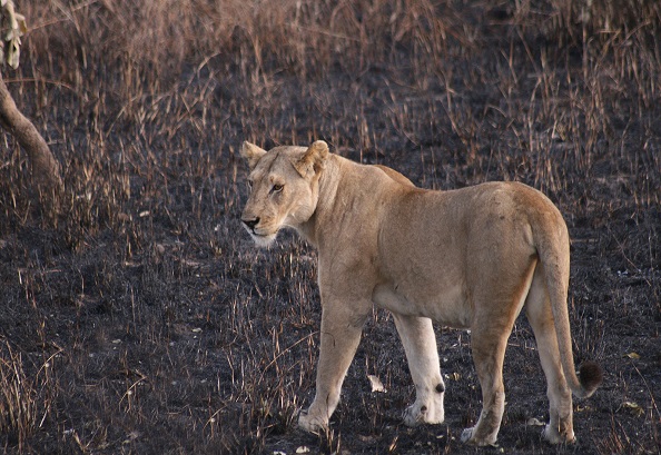 1-Day Tanzania Safari to Tarangire National Park